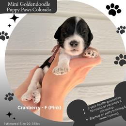 Cranberry - Parti female Goldendoodle puppy in Fort Lupton, Colorado from Puppy Paws Colorado