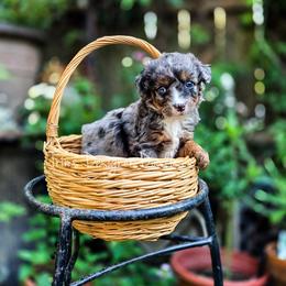 Uh-Oh - Blue merle male Aussiedoodle puppy in Centreville, Mississippi from Trin's Designer Doodles