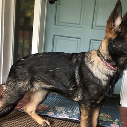 German Shepherds from Von Haus Degurechaff