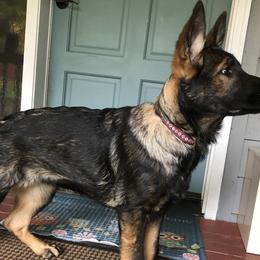 German Shepherds from Von Haus Degurechaff