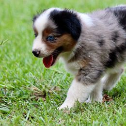 Boy 2 (blue collar) - Miniature Australian Shepherd puppy from E4 Farm Mini Aussie’s