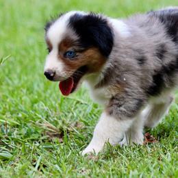 Boy 2 (blue collar) - Miniature Australian Shepherd puppy from E4 Farm Mini Aussie’s