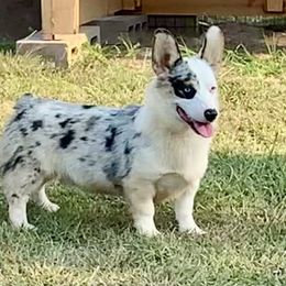 Remi - American Corgi