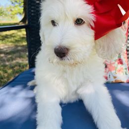 Goldendoodle Puppies from Thompson Creek Doodles