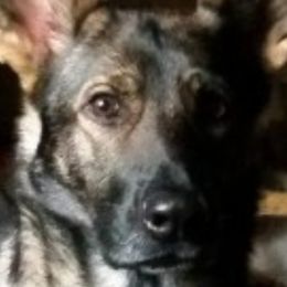 Belmora  - German Shepherd