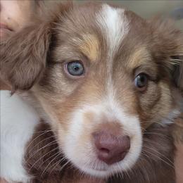 Purple (collar color) you name her - Red tri-color female Miniature American Shepherd puppy in Centralia, Washington from Blackjack Mini Aussies