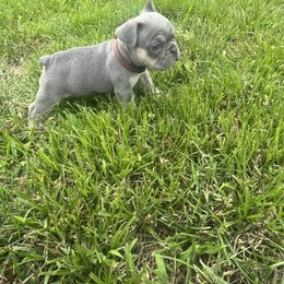 Peter - Tricolors male French Bulldog puppy in Union City, Tennessee from West Tennesse Frenchies