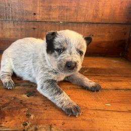 Boy 5 - Blue speckled male Australian Cattle Dog puppy in Mooresboro, North Carolina from Grog Creek Kennel