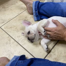 French Bulldog Puppies from Holly Womer