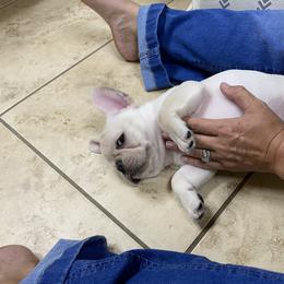 French Bulldog Puppies from Holly Womer