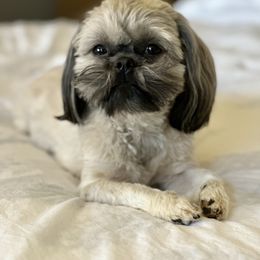 Ruby - Shih Tzu