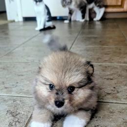 Hank - Red male Pomeranian puppy in Comer, Georgia from HillTop Pomeranians ✨