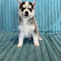 Mason - Gray and white male Pomsky puppy in Aberdeen, Idaho from Willow Creek Cresteds