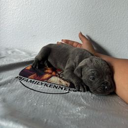 Girl 1 - Gray female Cane Corso puppy in Perris, California from P1 Family Canines
