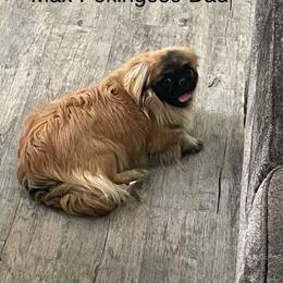 Leo - Pekingese