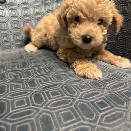 Boy 1 - male Assorted Doodle Crosses puppy in Vancouver, Washington from Kovalenko Poodles