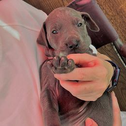 Great Dane Puppies from Darice Ruddell