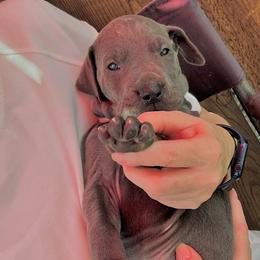 Great Dane Puppies from Darice Ruddell