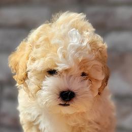 Shichon and Shihpoo Puppies from Pilot Hill Teddy Bear Puppies