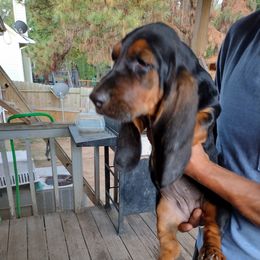 Basset Hound Puppies from MGA Basset Hound