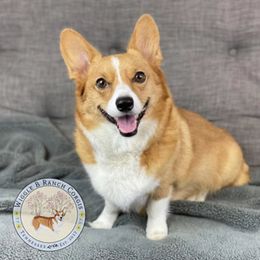 Rebel - Pembroke Welsh Corgi