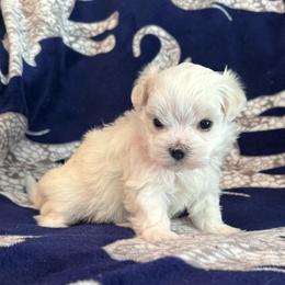 Female Pink Collar - White female Maltese puppy in Cisco, Texas from Fancy Pants Maltese
