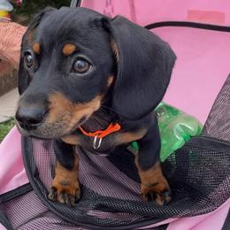 Dachshunds from Wythe Weiners