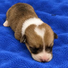 Boy 3 - Sable male Pembroke Welsh Corgi puppy in Port Republic, Maryland from Bestfurends