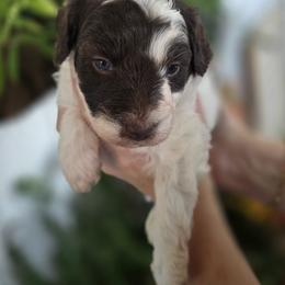 Oak - Parti male Goldendoodle puppy in Decatur, Tennessee from Diamond's Doodles
