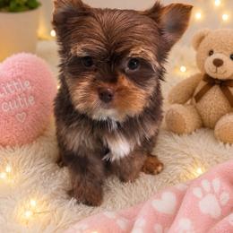 Boy 2 - Chocolate and tan male Yorkshire Terrier puppy in Belpre, Ohio from Blackwoods Yorkies