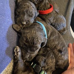 Bedlington Terrier and Great Dane Puppies from Show Bedlingtons