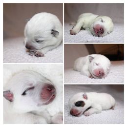 Australian Cattle Dog Puppies from Kanku