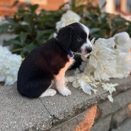 Toy Australian Shepherd Puppies from West View Toy Aussies