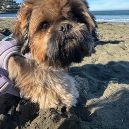 Willow - Shih Tzu