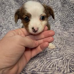 Cooper - Merle male Chihuahua puppy in Branford, Florida from Mbjs Doxies and chihuahuas