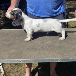 Huck - Dachshund