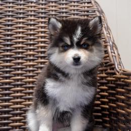 Rex - Black and white male Pomsky puppy in Mesa, Arizona from Platinum Pomskies