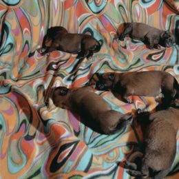 Belgian Malinois Puppies from Pyrex Kennels