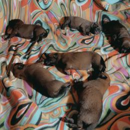 Belgian Malinois Puppies from Pyrex Kennels