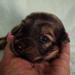 Coco Bean - Shaded Cream - Cream female Dachshund puppy in Pueblo, Colorado from HotDachs