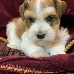 Macie formerly Gertie - Parti female Miniature Schnauzer puppy in Kentucky from Mrs Bs Teeny Schnauzers & Doodles