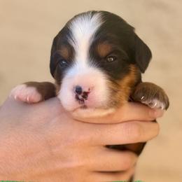 Ozzy - Tri-color male Bernedoodle puppy in Gilbert, Arizona from Safe Havynn Doodles