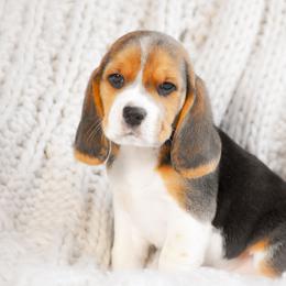 Miles - Black tan and white male Beagle puppy in Caldwell, Ohio from Folklore Kennel