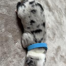 Australian Shepherd Puppies from Madeline Lee