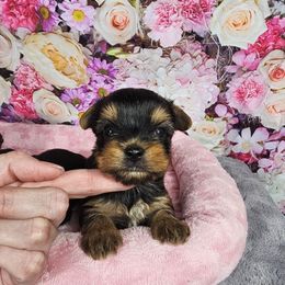 Male pup 1 - Black and tan male Yorkshire Terrier puppy in Polk City, Florida from Yorkies by Casey