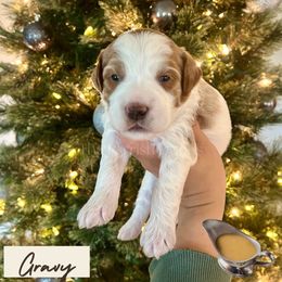 Gravy - Parti male Goldendoodle puppy in Aubrey, Texas from The Parrish Doods