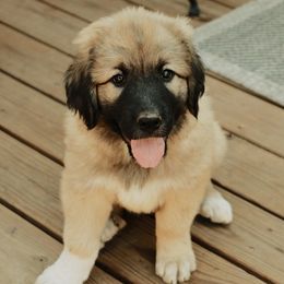 Girl 3 "Rainbow" - Colorado Mountain Dog puppy in Colorado Springs, Colorado from West Side Woofies