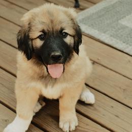 Girl 3 "Rainbow" - Colorado Mountain Dog puppy in Colorado Springs, Colorado from West Side Woofies