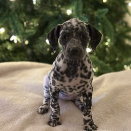 Leia - White and black female Dalmatian puppy in Fort Cavasos, Texas from Mainstreet Dalmation