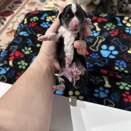 Green collar - Black and tan male American Corgi puppy in Flat Rock, Alabama from Fluffy Butt Acres